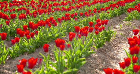 Tulipanes-En-El-Campo-Agruiculture-Holanda-64
