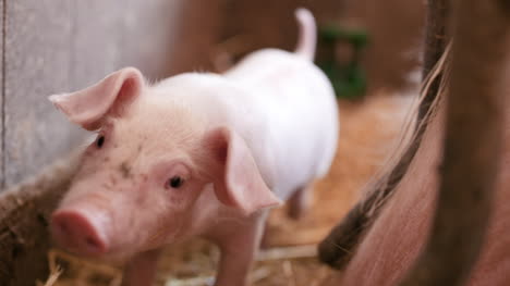 Schweine-Auf-Der-Viehzucht-Schweinefarm-Viehzucht-Moderne-Landwirtschaftliche-Schweinefarm