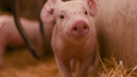 Schweine-Auf-Der-Viehzucht-Schweinefarm-Viehzuchtfarm-Moderne-Landwirtschaftliche-Schweinefarm-1