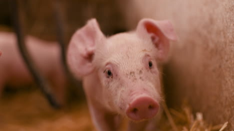 Pigs-On-Livestock-Farm-Pigs-Farm-Livestock-Farm-Modern-Agricultural-Pigs-Farm-12