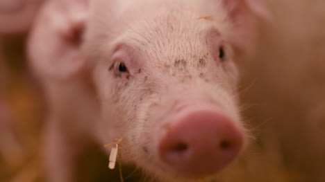 Pigs-On-Livestock-Farm-Pigs-Farm-Livestock-Farm-Modern-Agricultural-Pigs-Farm-23