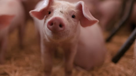Pigs-On-Livestock-Farm-Pigs-Farm-Livestock-Farm-Modern-Agricultural-Pigs-Farm-4