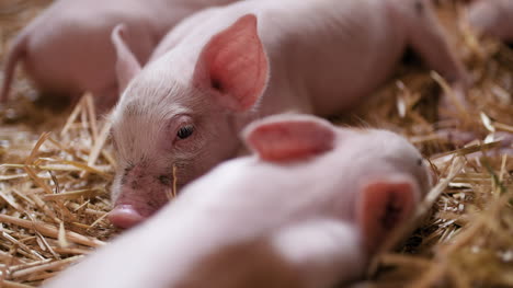 Schweine-Auf-Der-Viehzucht-Schweinefarm-Viehzucht-Moderne-Landwirtschaft-Schweinefarm