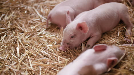 Pigs-On-Livestock-Farm-Pigs-Farm-Livestock-Farm-Modern-Agricultural-Pigs-Farm-7