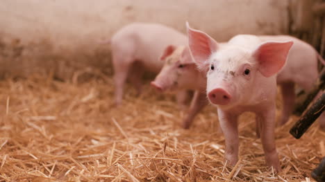 Pigs-On-Livestock-Farm-Pigs-Farm-Livestock-Farm-Modern-Agricultural-Pigs-Farm-10