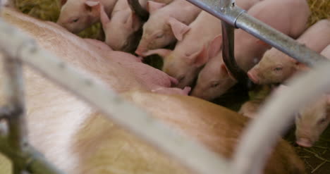 Schweine-Auf-Der-Viehzucht-Schweinefarm-Viehzuchtfarm-Moderne-Landwirtschaftliche-Schweinefarm-21