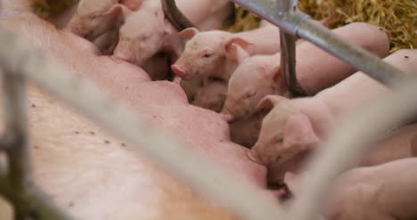 Pigs-On-Livestock-Farm-Pigs-Farm-Livestock-Farm-Modern-Agricultural-Pigs-Farm-24