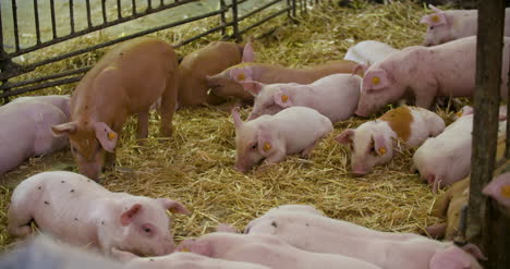Pigs-On-Livestock-Farm-Pigs-Farm-Livestock-Farm-Modern-Agricultural-Pigs-Farm-25