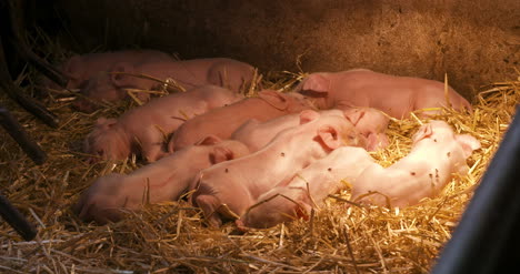Schweine-Auf-Der-Viehhaltung-Schweinehaltung-Junge-Ferkel-Im-Stall
