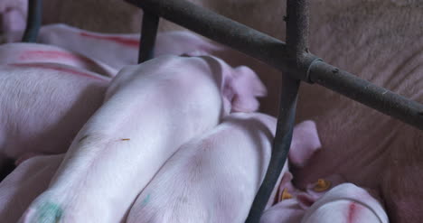 Pigs-On-Livestock-Farm-Pig-Farming-Young-Piglets-At-Stable-23