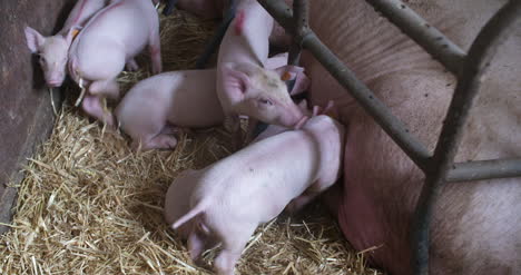 Pigs-On-Livestock-Farm-Pig-Farming-Young-Piglets-At-Stable-62