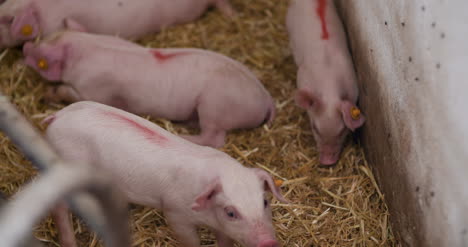Pigs-On-Livestock-Farm-Pig-Farming-Young-Piglets-At-Stable-63