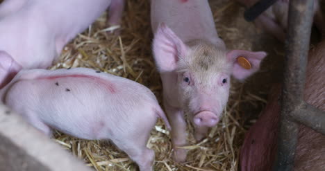 Pigs-On-Livestock-Farm-Pig-Farming-Young-Piglets-At-Stable-3