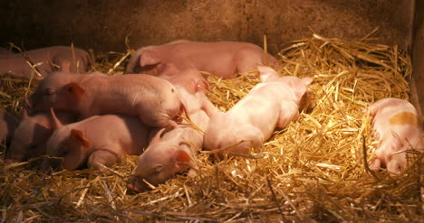Pigs-On-Livestock-Farm-Pig-Farming-Young-Piglets-At-Stable-8