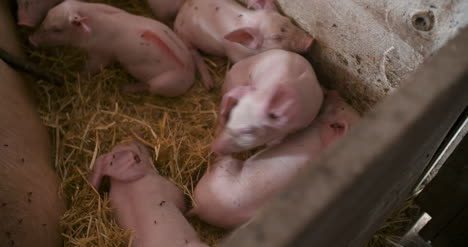 Pigs-On-Livestock-Farm-Pig-Farming-Young-Piglets-At-Stable-10