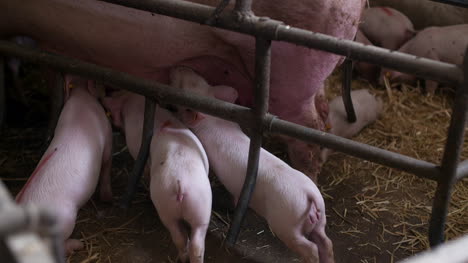 Pigs-On-Livestock-Farm-Pig-Farming-Young-Piglets-At-Stable-17
