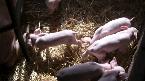 Pigs-On-Livestock-Farm-Pig-Farming-Young-Piglets-At-Stable-20