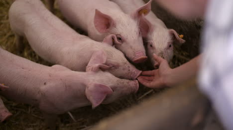 Pigs-On-Livestock-Farm-Pig-Farming-Young-Piglets-At-Stable-26