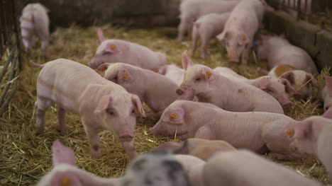 Pigs-On-Livestock-Farm-Pig-Farming-Young-Piglets-At-Stable-29