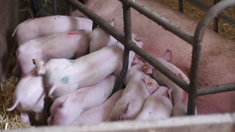 Pigs-On-Livestock-Farm-Pig-Farming-Young-Piglets-At-Stable-37