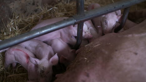 Pigs-On-Livestock-Farm-Pig-Farming-Young-Piglets-At-Stable-39