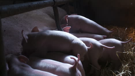 Pigs-On-Livestock-Farm-Pig-Farming-Young-Piglets-At-Stable-44