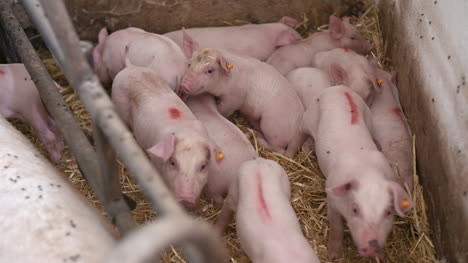 Pigs-On-Livestock-Farm-Pig-Farming-Young-Piglets-At-Stable-54