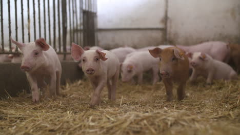 Schweine-Auf-Der-Viehzucht-Schweinefarm-Viehzuchtfarm-Moderne-Landwirtschaftliche-Schweinefarm-27