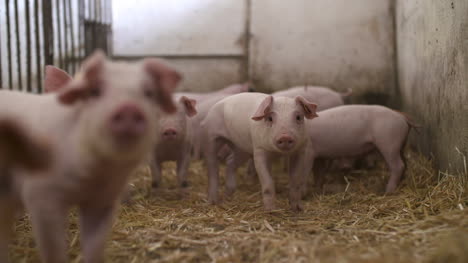 Pigs-On-Livestock-Farm-Pigs-Farm-Livestock-Farm-Modern-Agricultural-Pigs-Farm-29