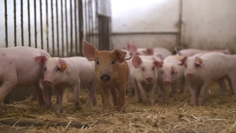Schweine-Auf-Der-Viehzucht-Schweinefarm-Viehzuchtfarm-Moderne-Landwirtschaftliche-Schweinefarm-30