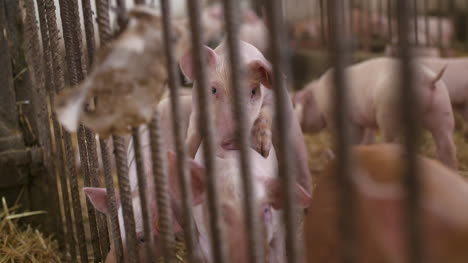 Schweine-Auf-Der-Viehzucht-Schweinefarm-Viehzuchtfarm-Moderne-Landwirtschaftliche-Schweinefarm-31