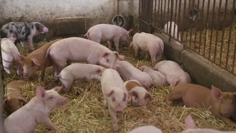 Schweine-Ferkel-Auf-Viehzuchtbetrieb-12