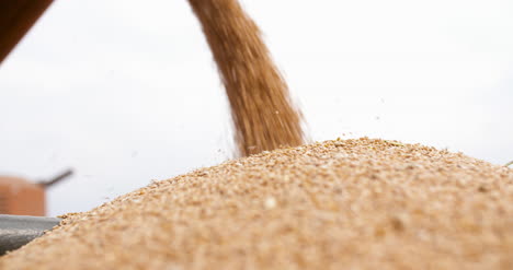 Close-Up-Of-Harvested-Wheat-Grains-Agriculture-Harvesting-Wheat-Agriculture