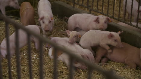 Pigs-Piglets-On-Livestock-Farm-3