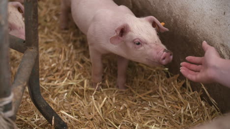 Pigs-Piglets-On-Livestock-Farm-4