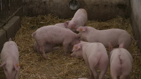 Pigs-Piglets-On-Livestock-Farm-6
