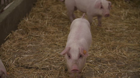 Pigs-Piglets-On-Livestock-Farm-7