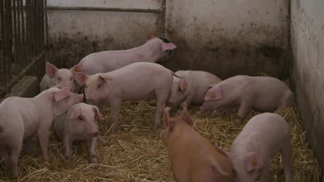 Pigs-Piglets-On-Livestock-Farm-8