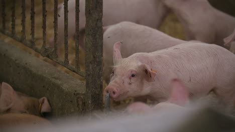 Pigs-Piglets-On-Livestock-Farm-9