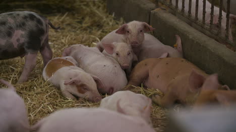 Schweine-Ferkel-Auf-Viehzuchtbetrieb-11