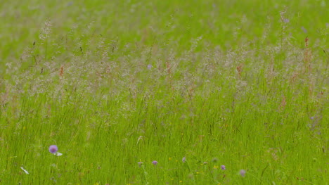 Slowmotion-Von-Langem-Gras,-Das-Im-Sommer-Auf-Wind-Auf-Wiese-Mäht