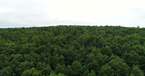 Fliegen-über-Das-Schöne-Waldbäume-Landschaftspanorama-3