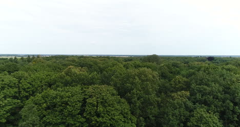 Fliegen-über-Wald-Bäume-Natur-Luftaufnahmen-2