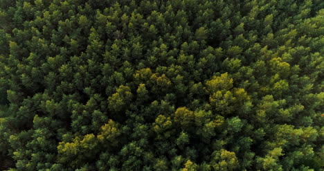 Aerial-View-Of-Forest-Woods