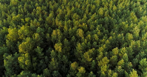 Aerial-View-Of-Forest-Woods-1