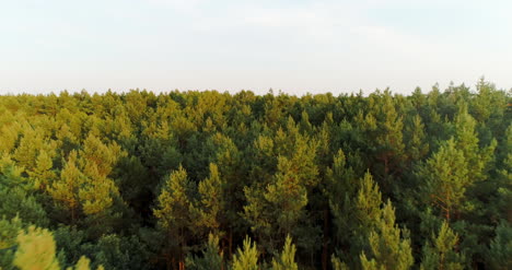Aerial-View-Of-Forest-Woods-2