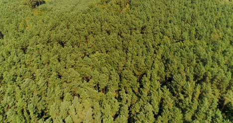Aerial-View-Of-Forest-Woods-5