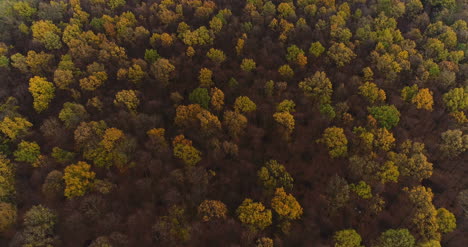 Flying-Over-Forest-Forest-From-Above-1