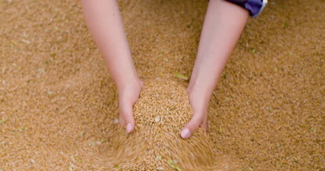 Wheat-Grains-In-Farmer-Hands-Agriculture-5