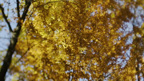 Herbstwald-Mit-Sonnenschein-2